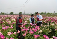 “小芍药”绽放“大产业”——徐州馨芍科技绘就乡村振兴新画卷 ...