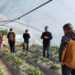 抗疫助农，生物工程学院草莓专家助力果农促生产
